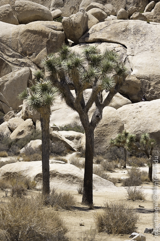 Joshua Tree National Park